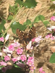 Chlosyne palla eremita