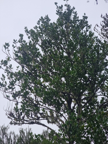 Image of Ilex perado by (c) Vítor Jorge, some rights reserved (CC BY)