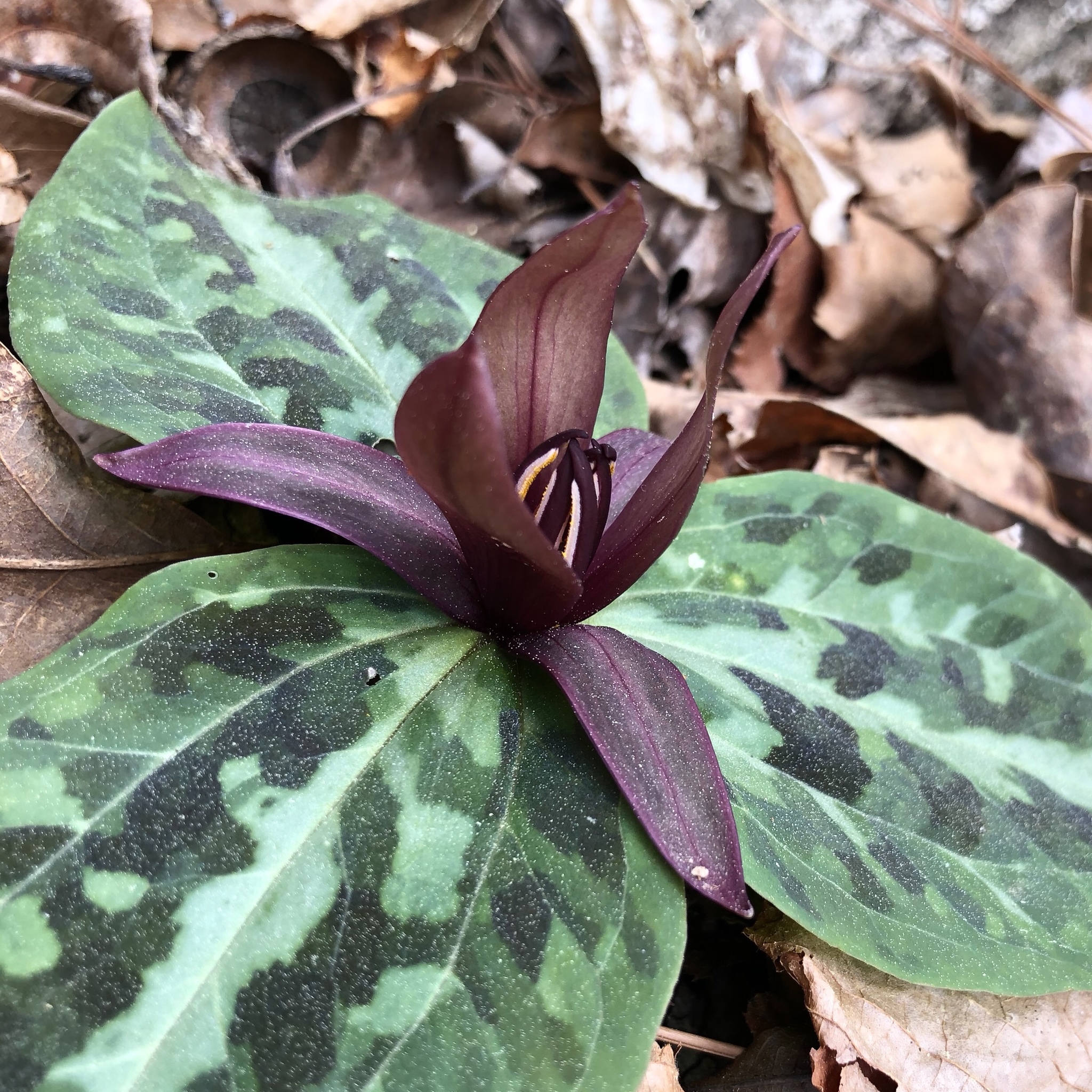 Trillium reliquum
