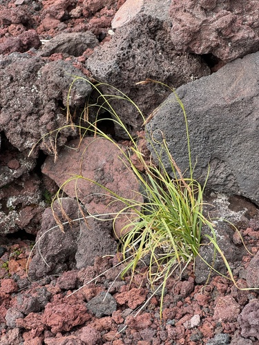 Carex doenitzii iNat (3)