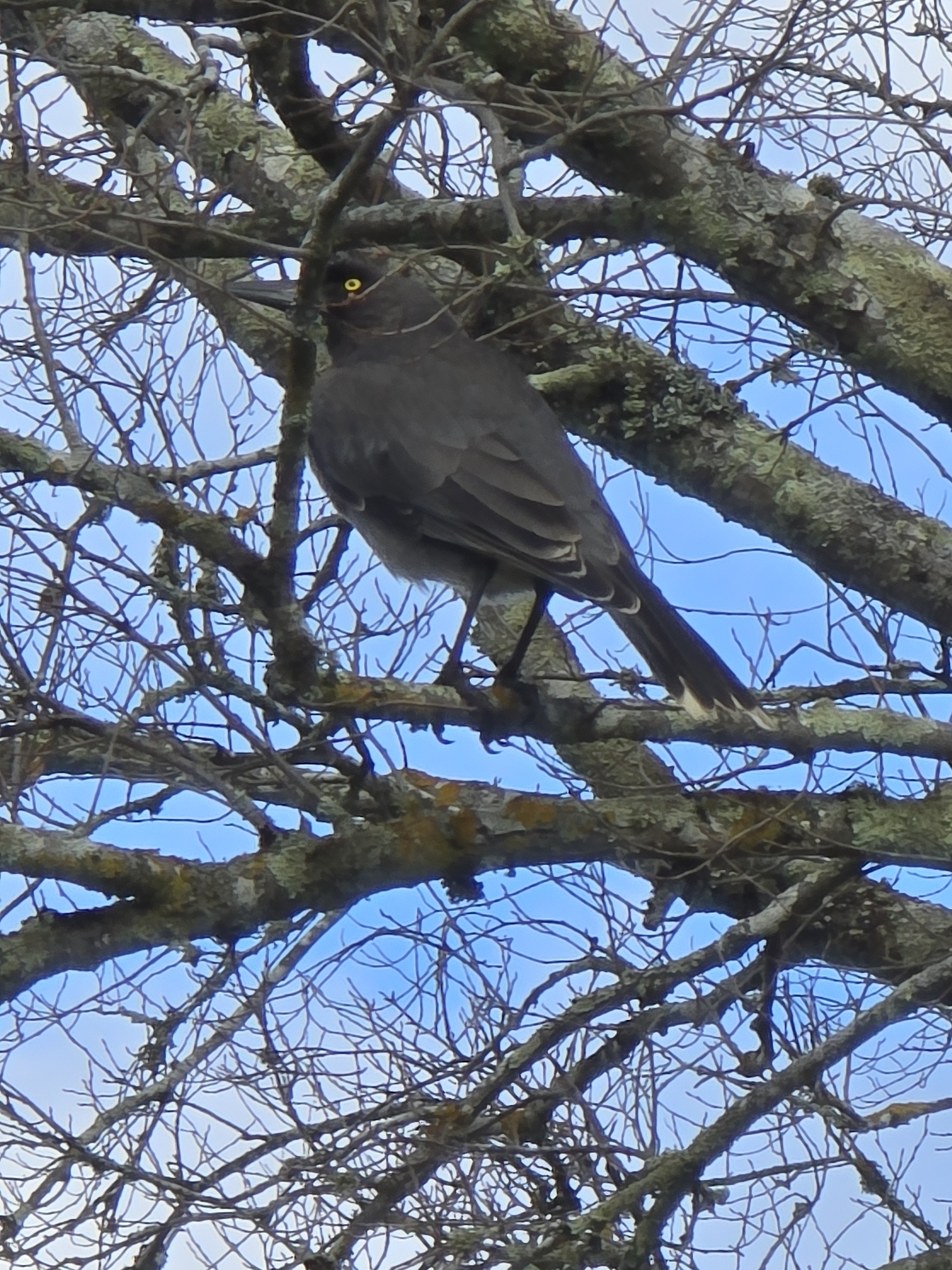 Grey Currawong illustration