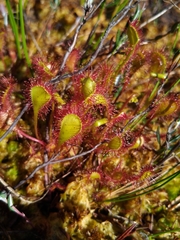 Drosera × obovata