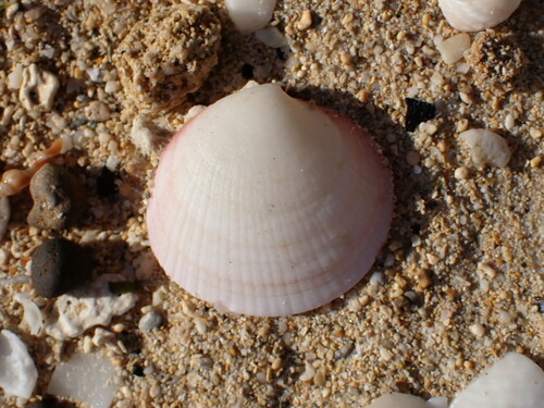 Codakia paytenorum observed 2024-08-12