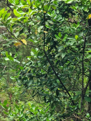 Image of Ilex perado by (c) Vítor Jorge, some rights reserved (CC BY)