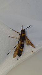 Eriotremex formosanus