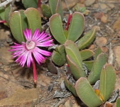 Acrodon purpureostylus