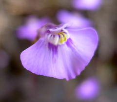 Utricularia uniflora