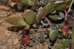 Acrodon purpureostylus