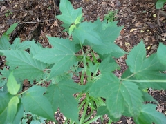 Viburnum acerifolium