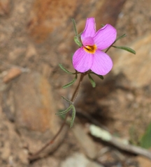 Oxalis ciliaris