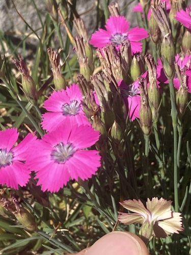 Image of Dianthus pavonius by (c) Antoine MARNAT, some rights reserved (CC BY)