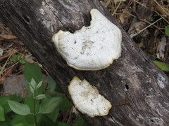 Trametes maxima