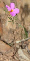Oxalis ciliaris