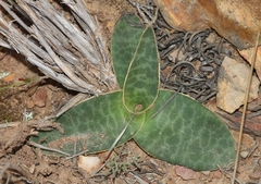 Ledebouria ovalifolia