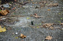 Graphium sarpedon connectens