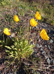 Papaver croceum