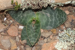 Ledebouria ovalifolia