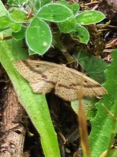 Cyclophora maderensis