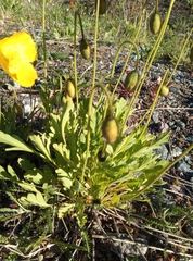 Papaver croceum