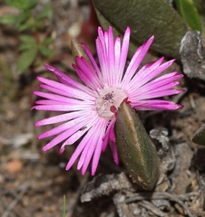 Acrodon purpureostylus