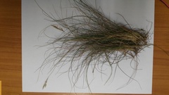 Tenaxia disticha