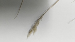 Tenaxia disticha