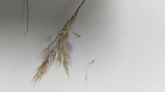 Tenaxia disticha