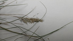 Tenaxia disticha