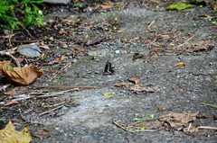 Graphium sarpedon connectens