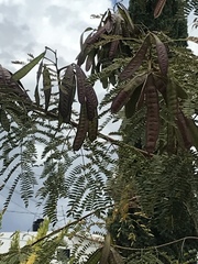 Leucaena diversifolia