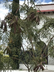 Leucaena diversifolia
