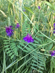 Vicia villosa villosa