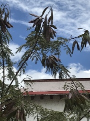 Leucaena diversifolia