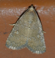 Noctuidae
