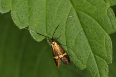 Nemophora degeerella
