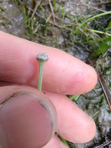 Image of Eriocaulon parkeri by (c) simonpesant, some rights reserved (CC BY)