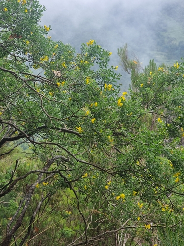 Image of Genista maderensis by (c) Vítor Jorge, some rights reserved (CC BY)