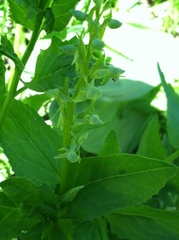 Platanthera sparsiflora