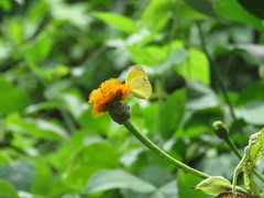 Lasianthaea macrocephala