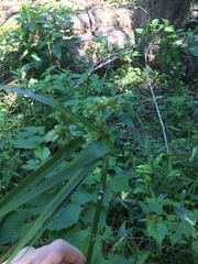 Cyperus virens