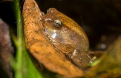 Dendropsophus sanborni