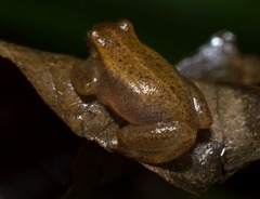 Dendropsophus sanborni