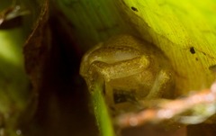 Dendropsophus sanborni