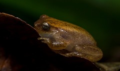 Dendropsophus sanborni