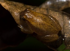Dendropsophus sanborni