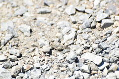 Trimerotropis occidentalis