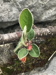 Cotoneaster integerrimus