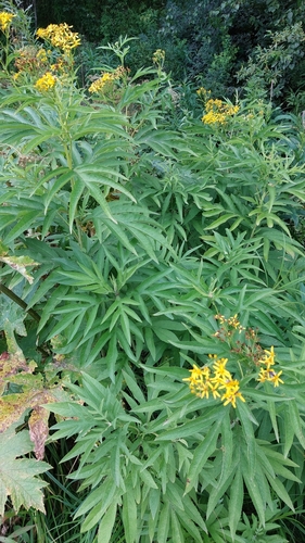 Image of Jacobaea cannabifolia by no rights reserved