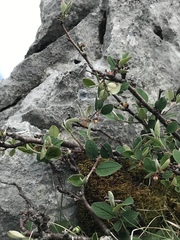Cotoneaster integerrimus