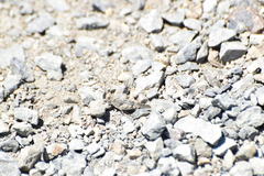 Trimerotropis occidentalis